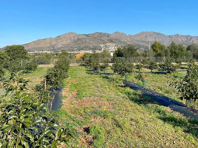 DG6679 - Masia Benidoleig. Nieuw landhuis te koop in Benidoleig met avocadoplantage.