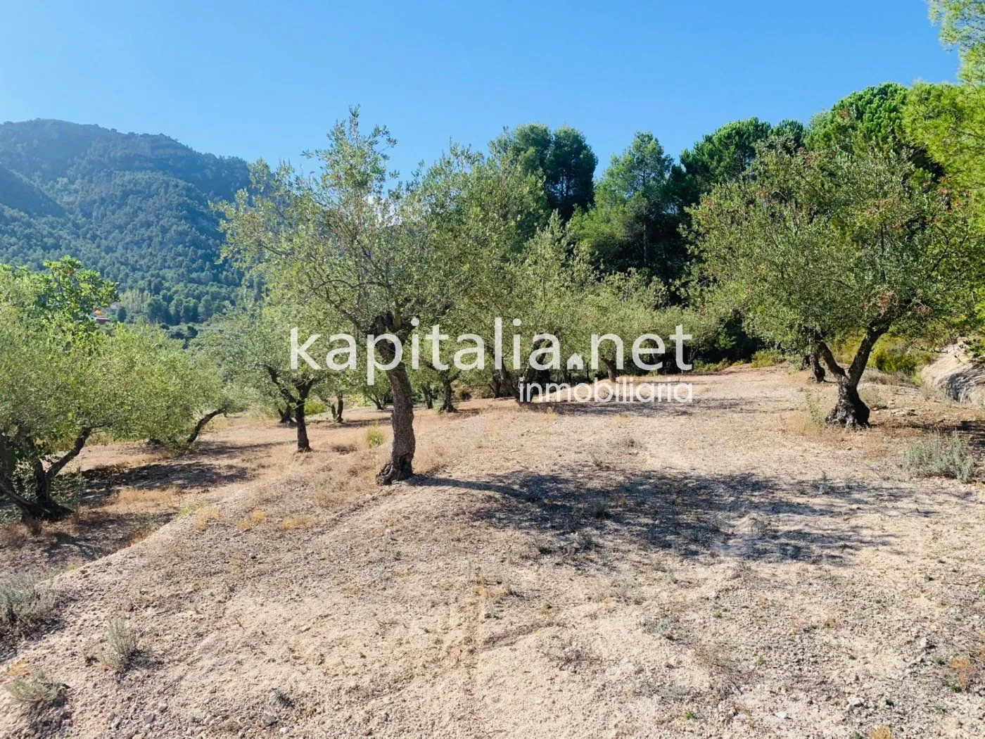 Parcela a la venta en Alfafara.