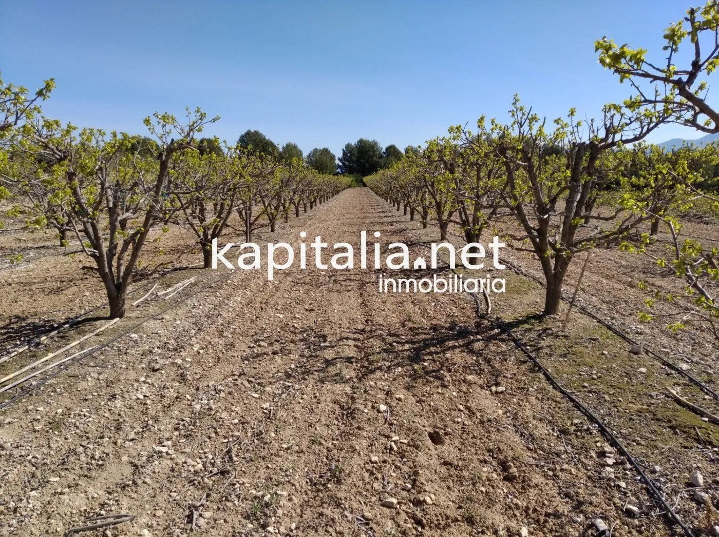 06597 - Casita con terreno a la venta en Agullent, zona Corral Nou.