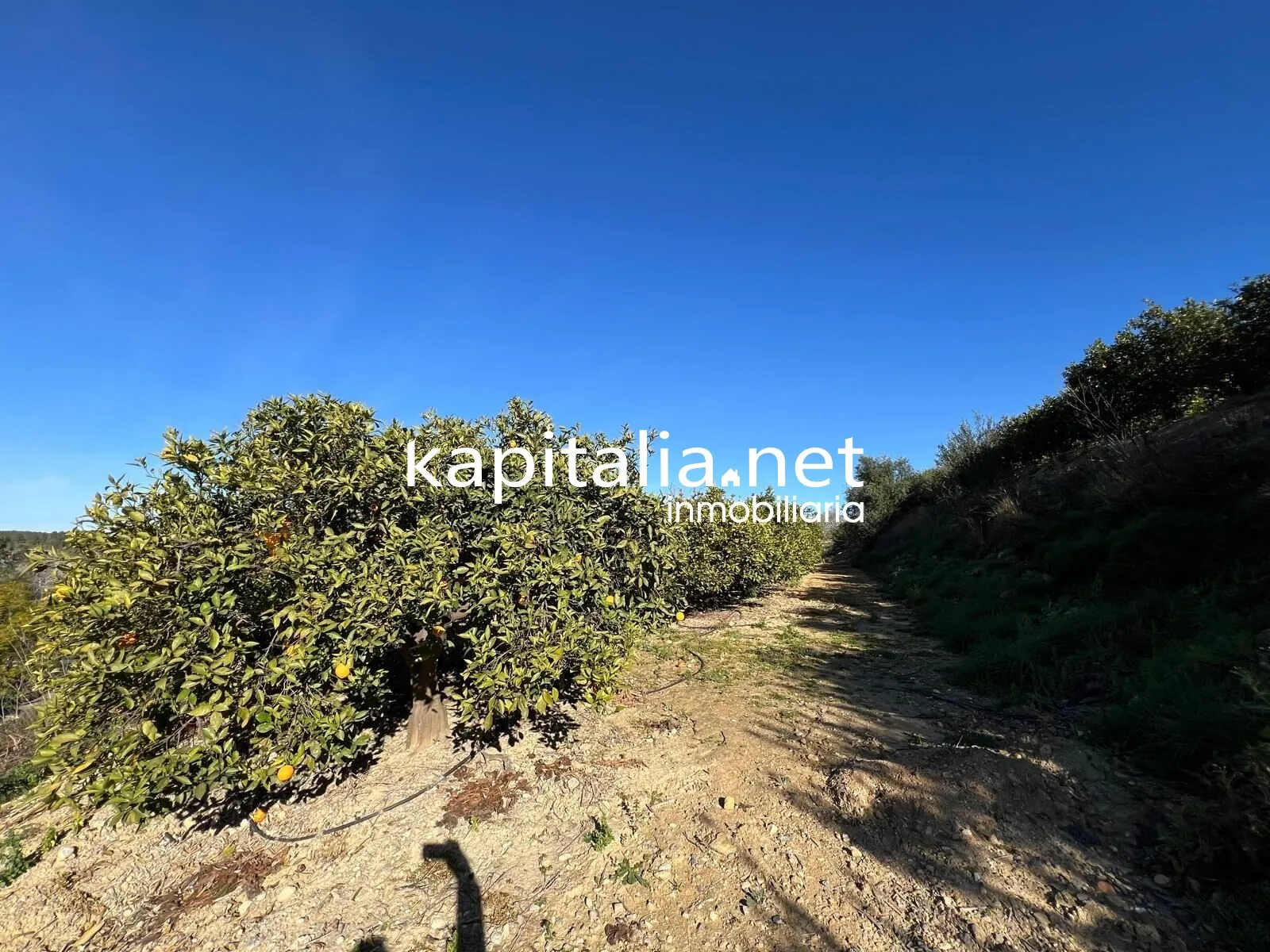 09780 - FINCA DE NARANJOS A LA VENTA EN LA LLOSA DE RANES