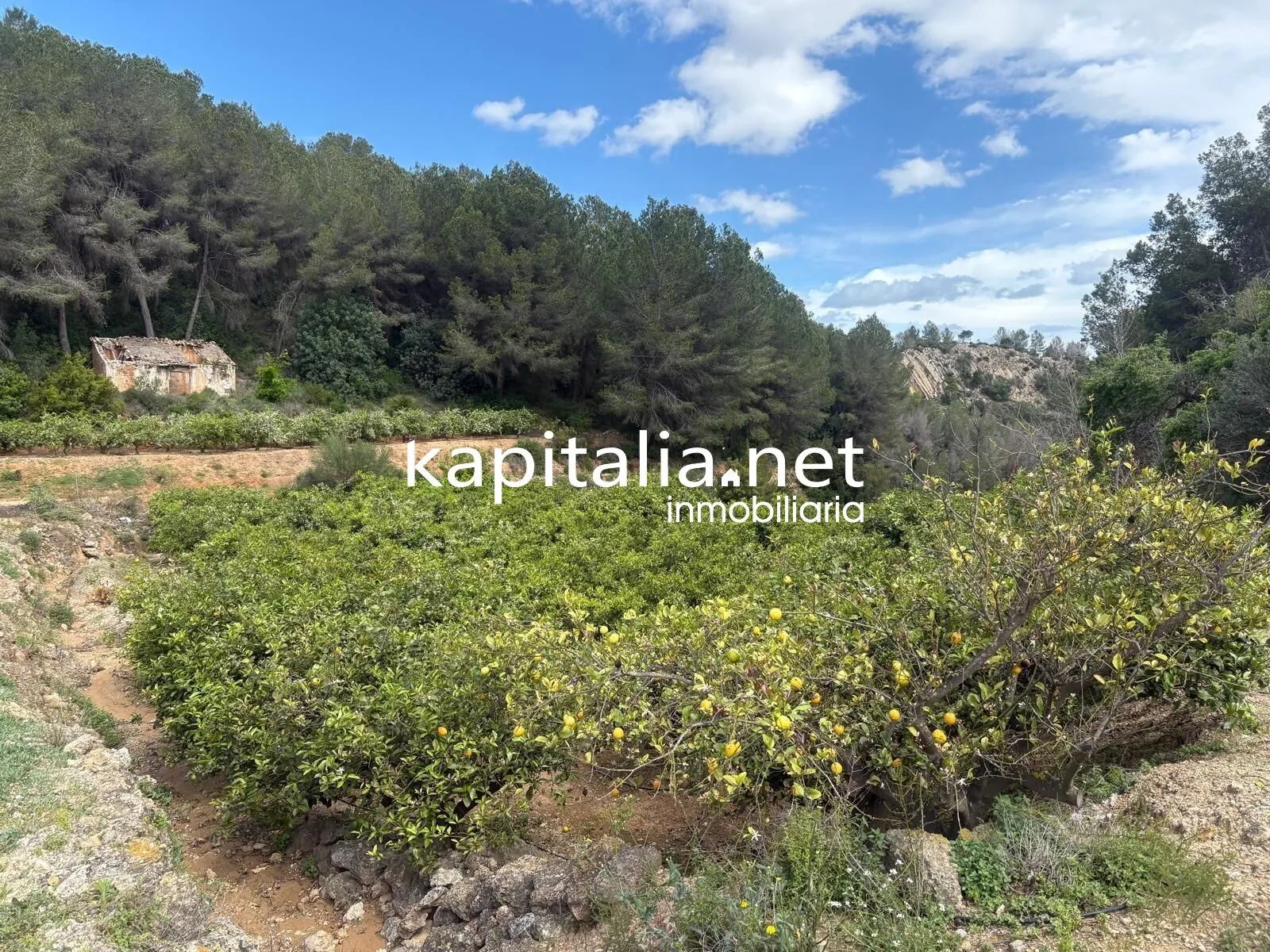 09867 - TERRENO RUSTICO AGRARIO EN PLENA PRODUCCION A LA VENTA EN XATIVA