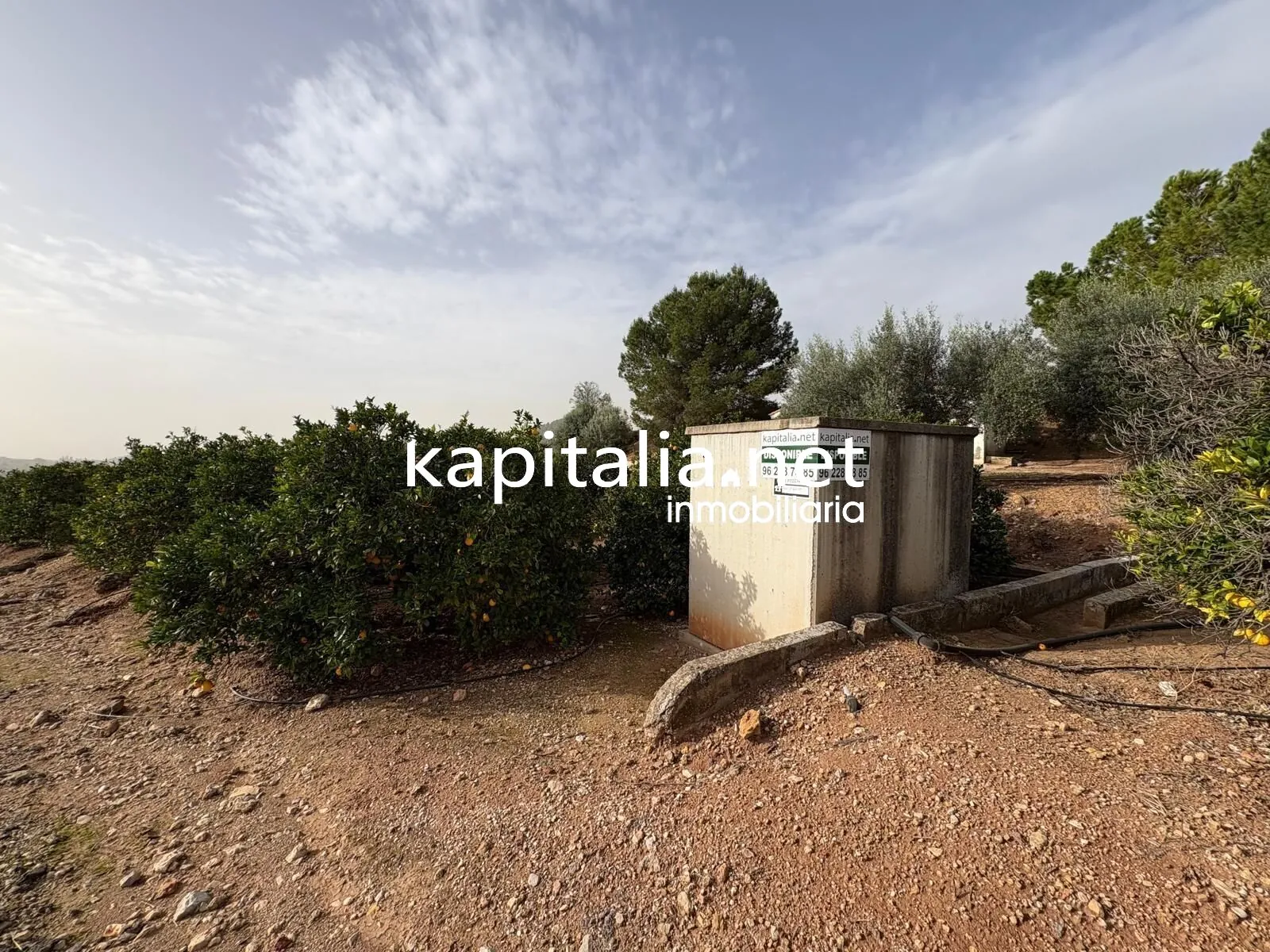 10221 - CAMPO DE NARANJOS A LA VENTA EN ROTGLA-CORBERA