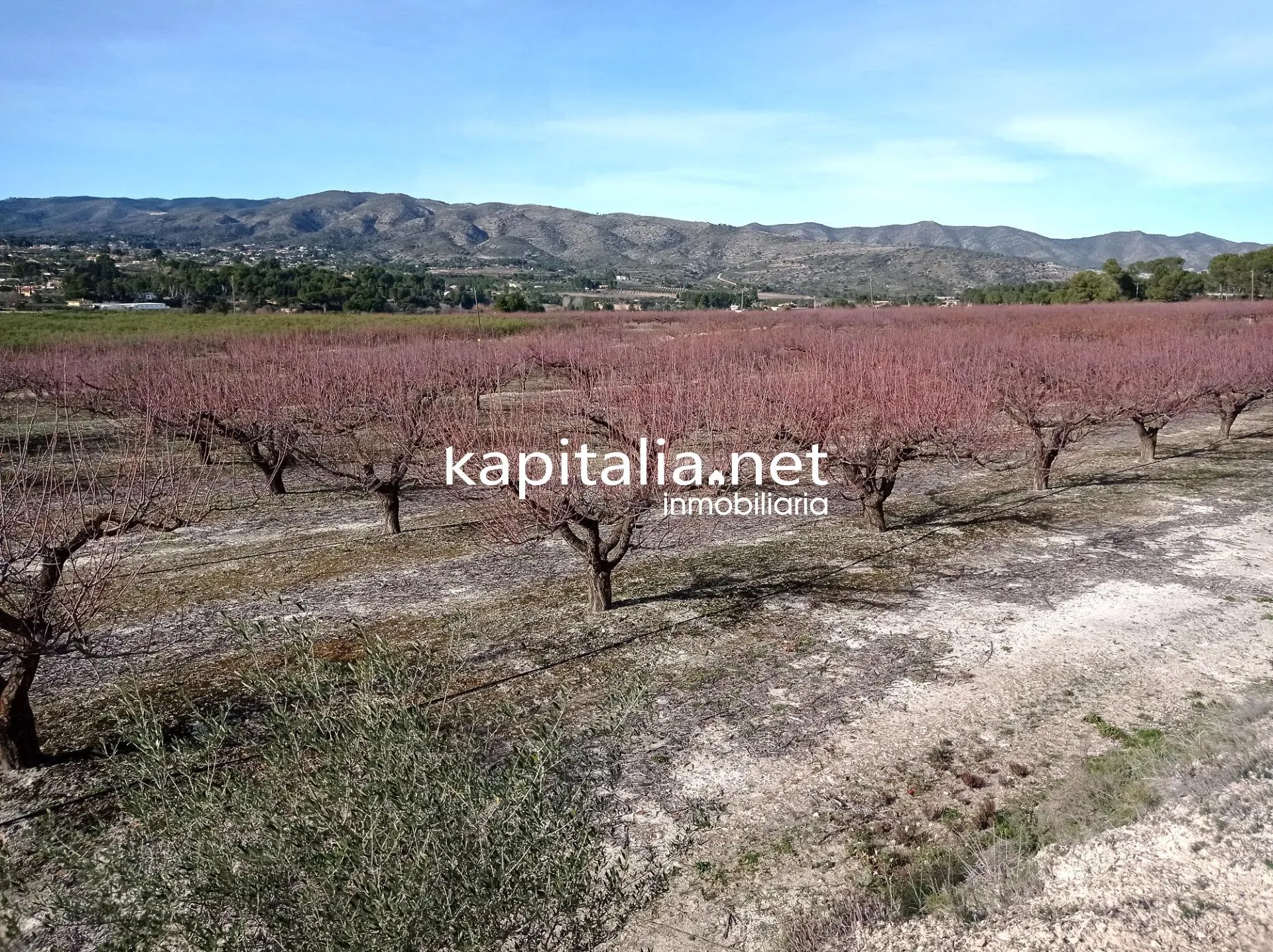 09636 - PARCELAS A LA VENTA EN LOS TERMINOS DE ONTINYENT Y AGULLENT, ZONA CALS XOPS Y CAL CANONGE