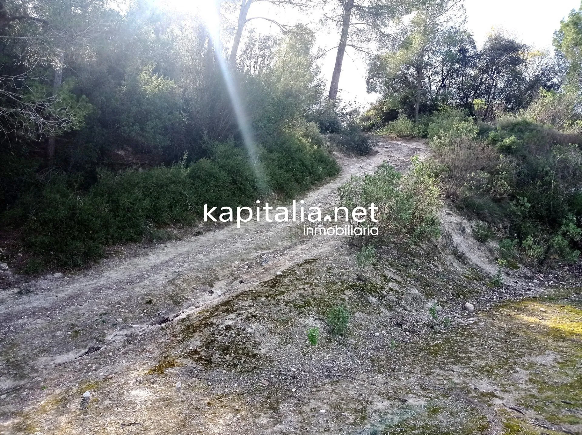 09636 - PARCELAS A LA VENTA EN LOS TERMINOS DE ONTINYENT Y AGULLENT, ZONA CALS XOPS Y CAL CANONGE