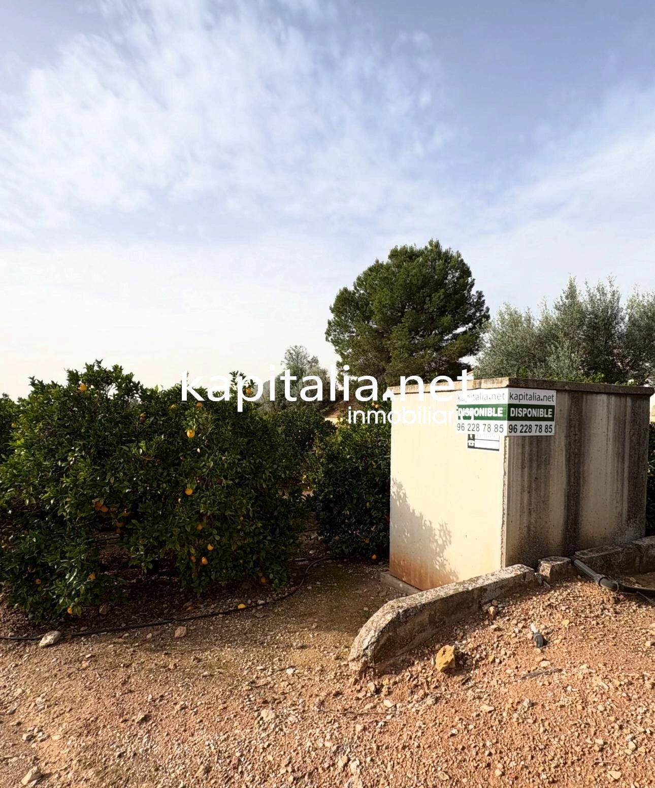 10221 - CAMPO DE NARANJOS A LA VENTA EN ROTGLA-CORBERA