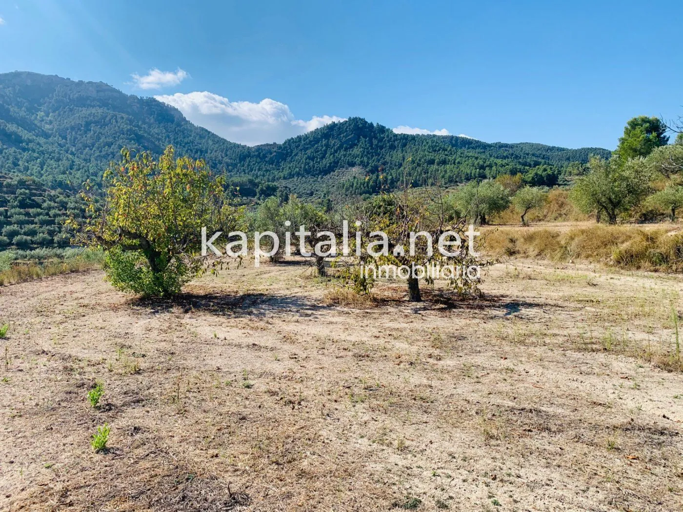 Parcela a la venta en Alfafara.