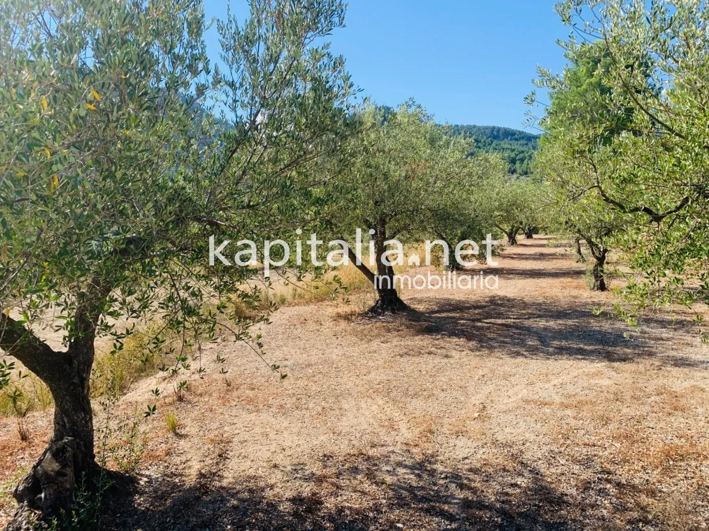 Parcela a la venta en Alfafara.