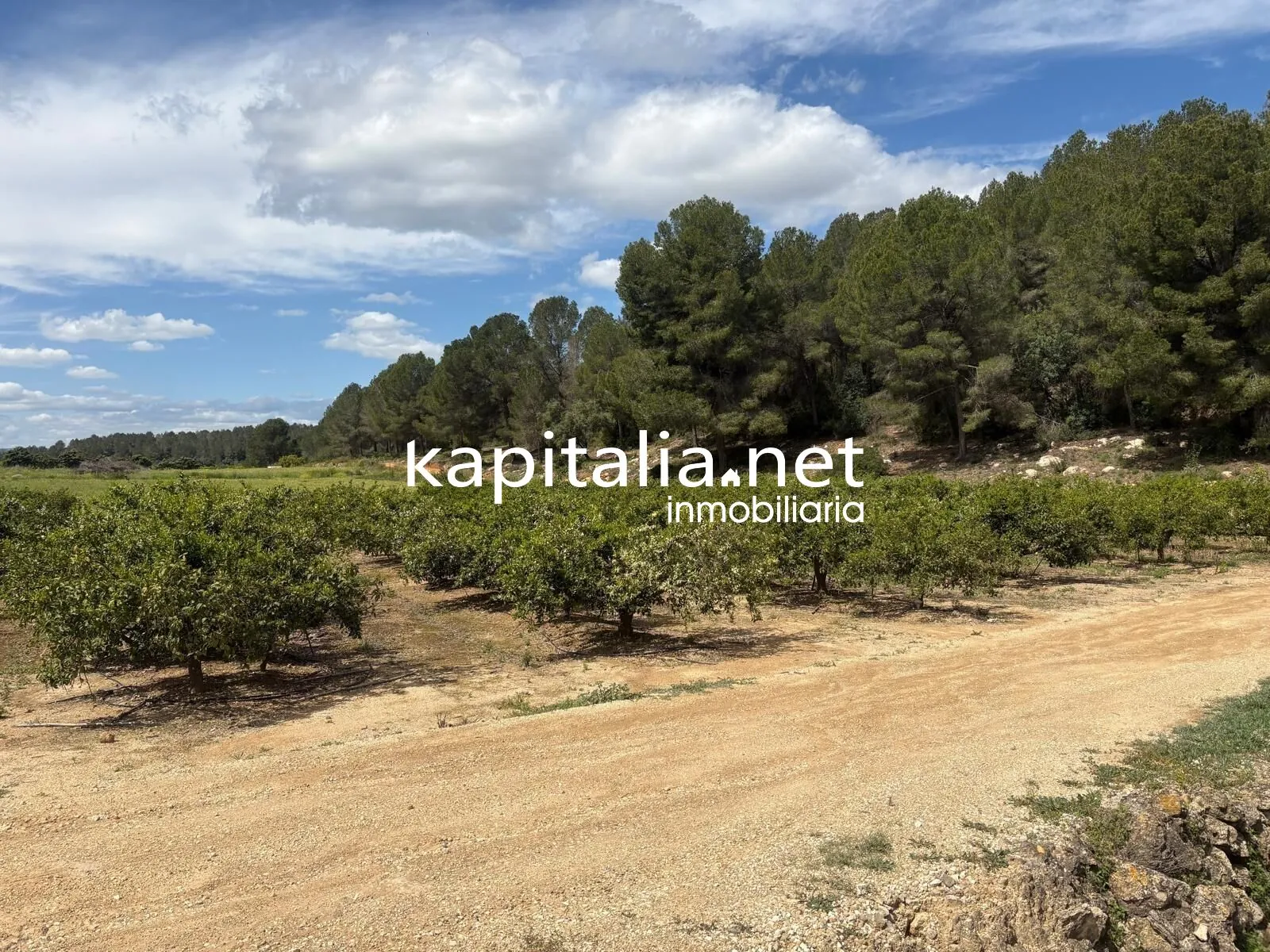 09867 - TERRENO RUSTICO AGRARIO EN PLENA PRODUCCION A LA VENTA EN XATIVA