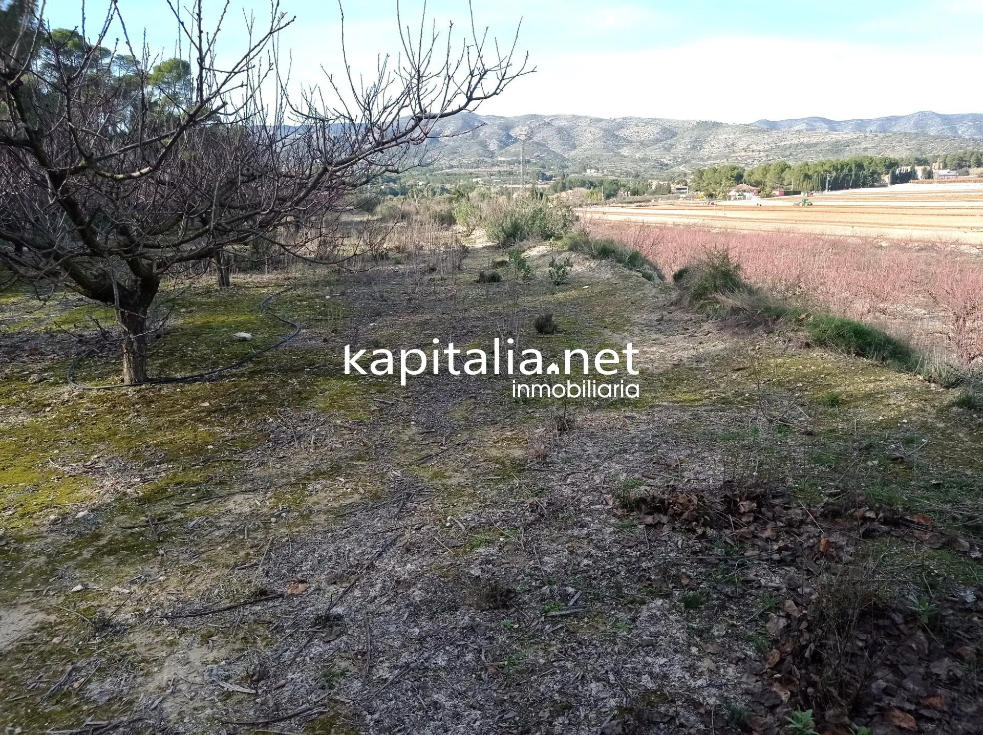 09636 - PARCELAS A LA VENTA EN LOS TERMINOS DE ONTINYENT Y AGULLENT, ZONA CALS XOPS Y CAL CANONGE