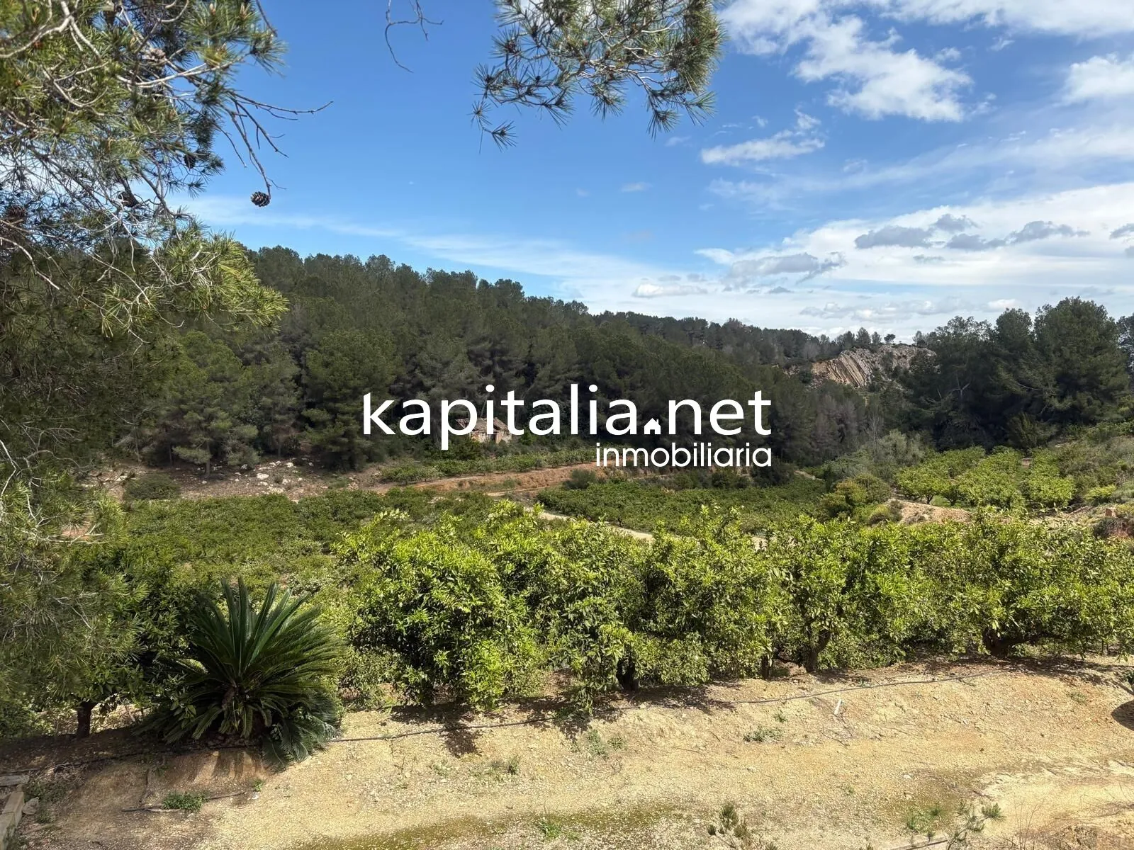 09867 - TERRENO RUSTICO AGRARIO EN PLENA PRODUCCION A LA VENTA EN XATIVA