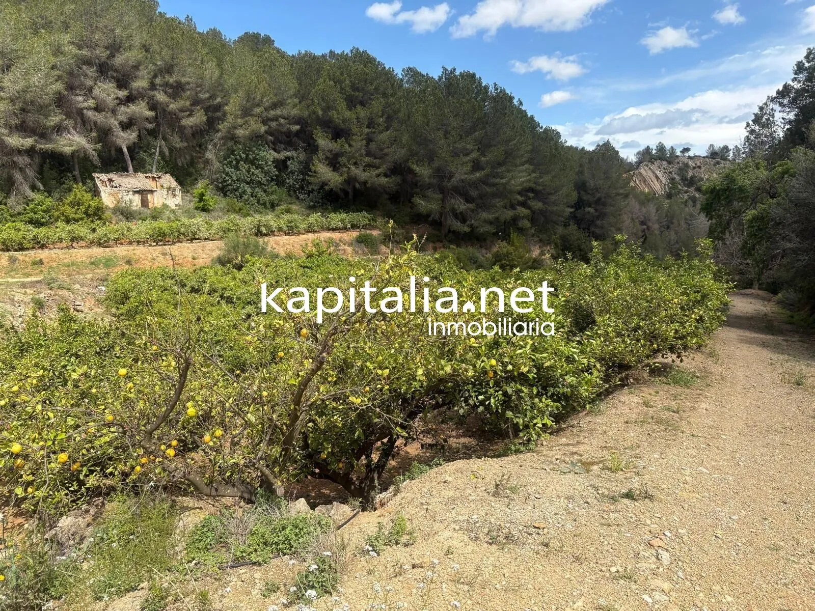 09867 - TERRENO RUSTICO AGRARIO EN PLENA PRODUCCION A LA VENTA EN XATIVA