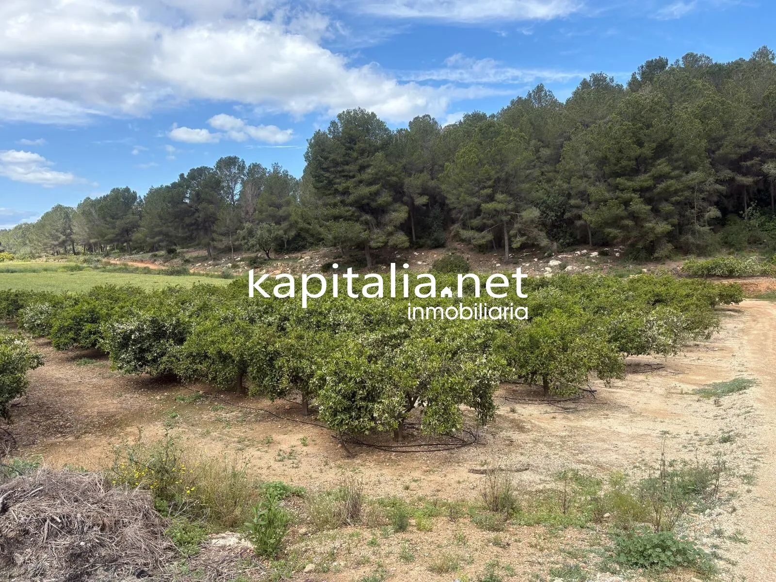 09867 - TERRENO RUSTICO AGRARIO EN PLENA PRODUCCION A LA VENTA EN XATIVA