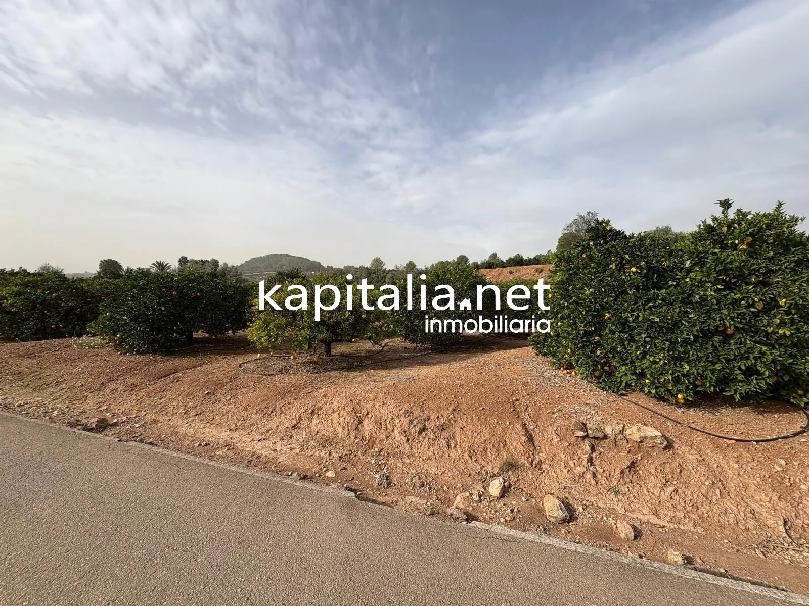 10221 - CAMPO DE NARANJOS A LA VENTA EN ROTGLA-CORBERA