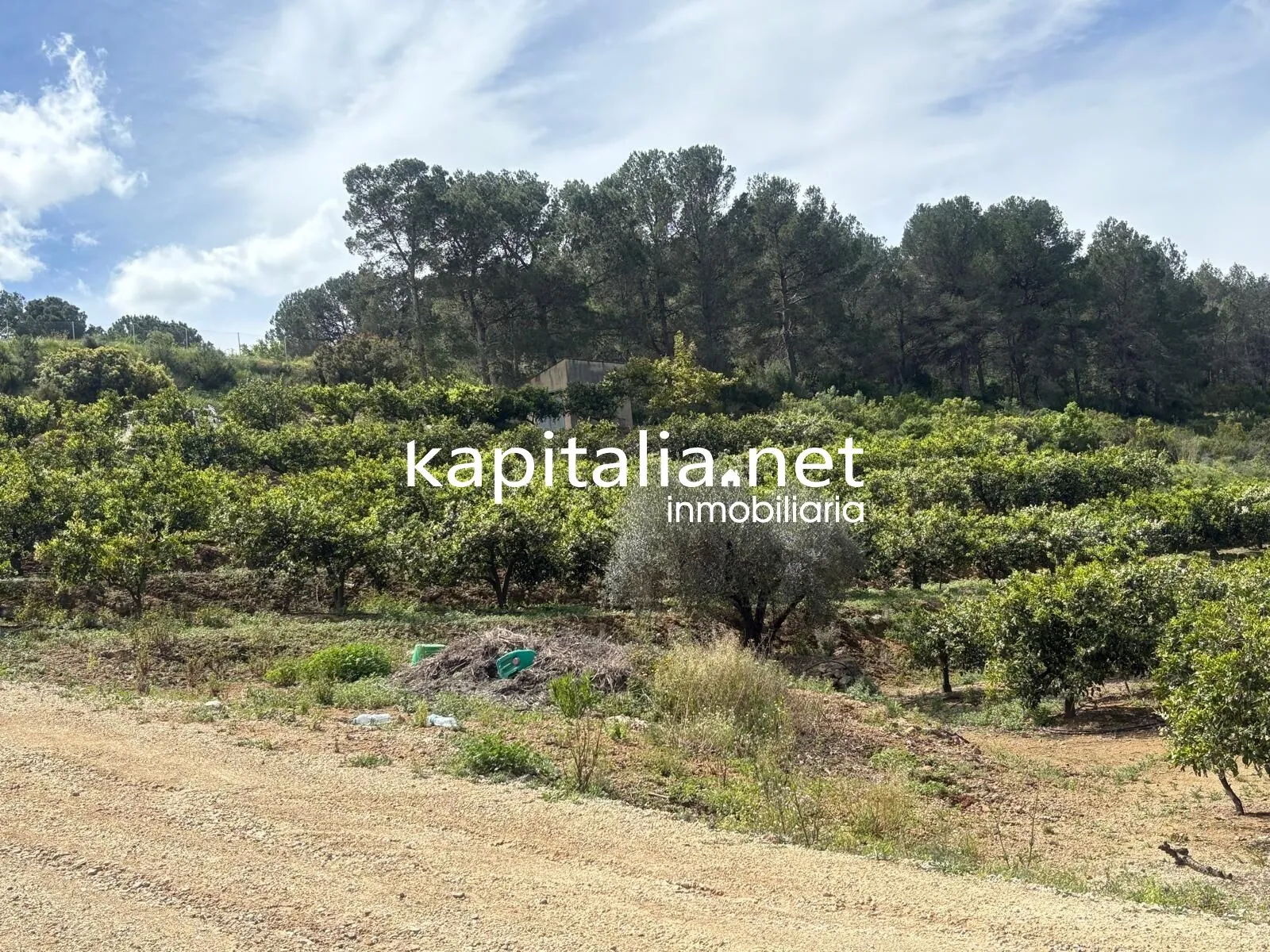 09867 - TERRENO RUSTICO AGRARIO EN PLENA PRODUCCION A LA VENTA EN XATIVA