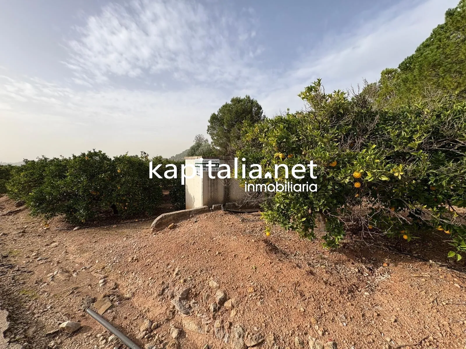 10221 - CAMPO DE NARANJOS A LA VENTA EN ROTGLA-CORBERA