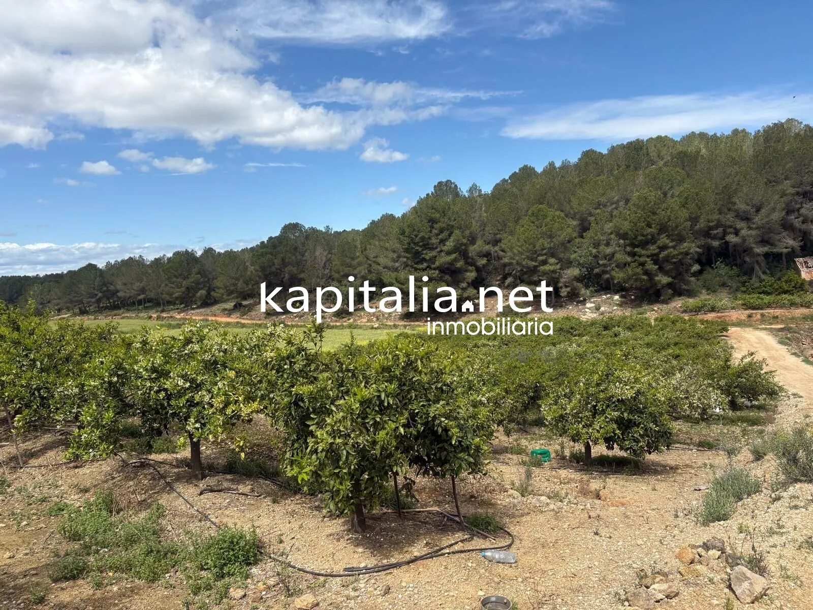 09867 - TERRENO RUSTICO AGRARIO EN PLENA PRODUCCION A LA VENTA EN XATIVA
