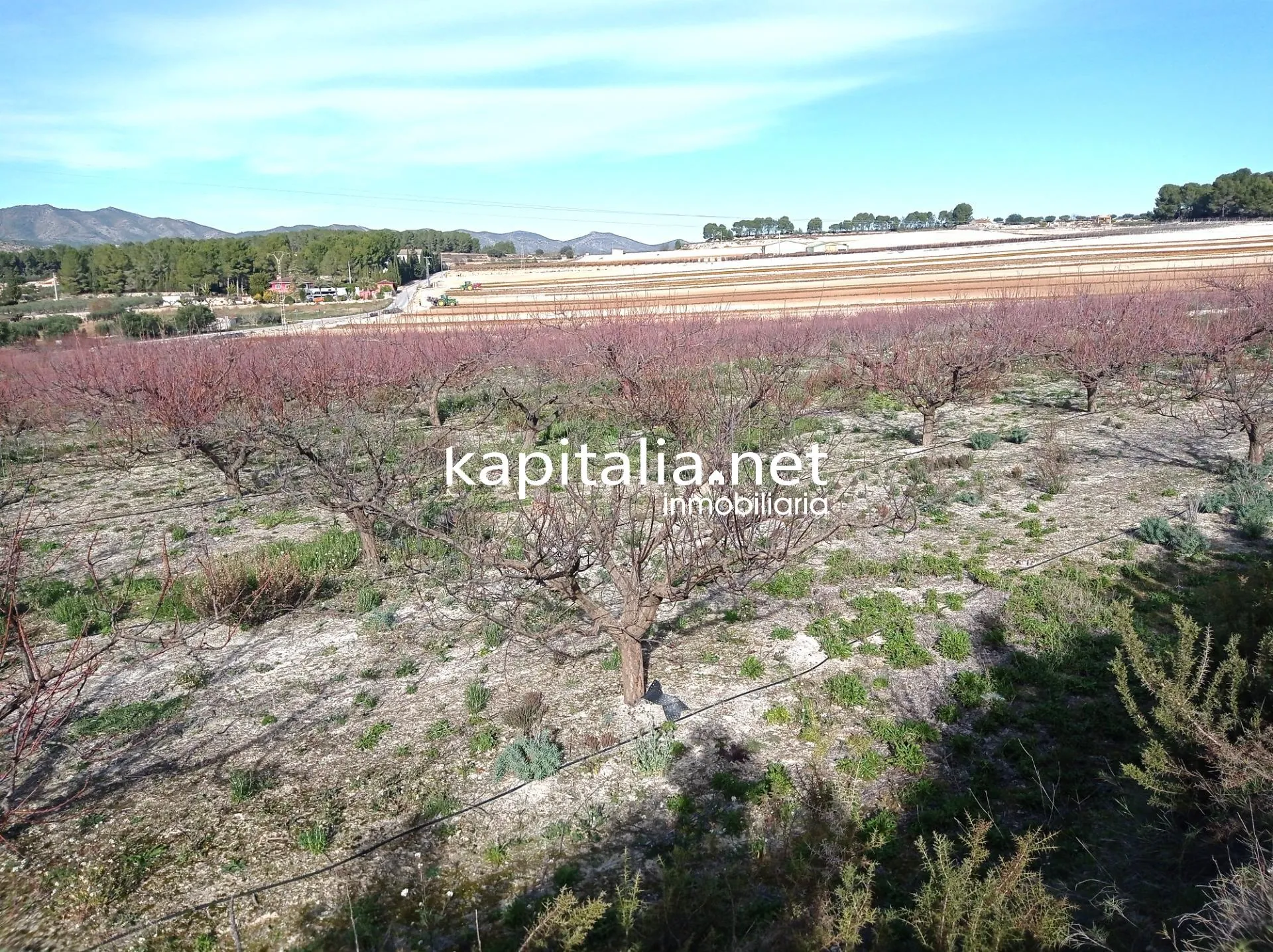 09636 - PARCELAS A LA VENTA EN LOS TERMINOS DE ONTINYENT Y AGULLENT, ZONA CALS XOPS Y CAL CANONGE