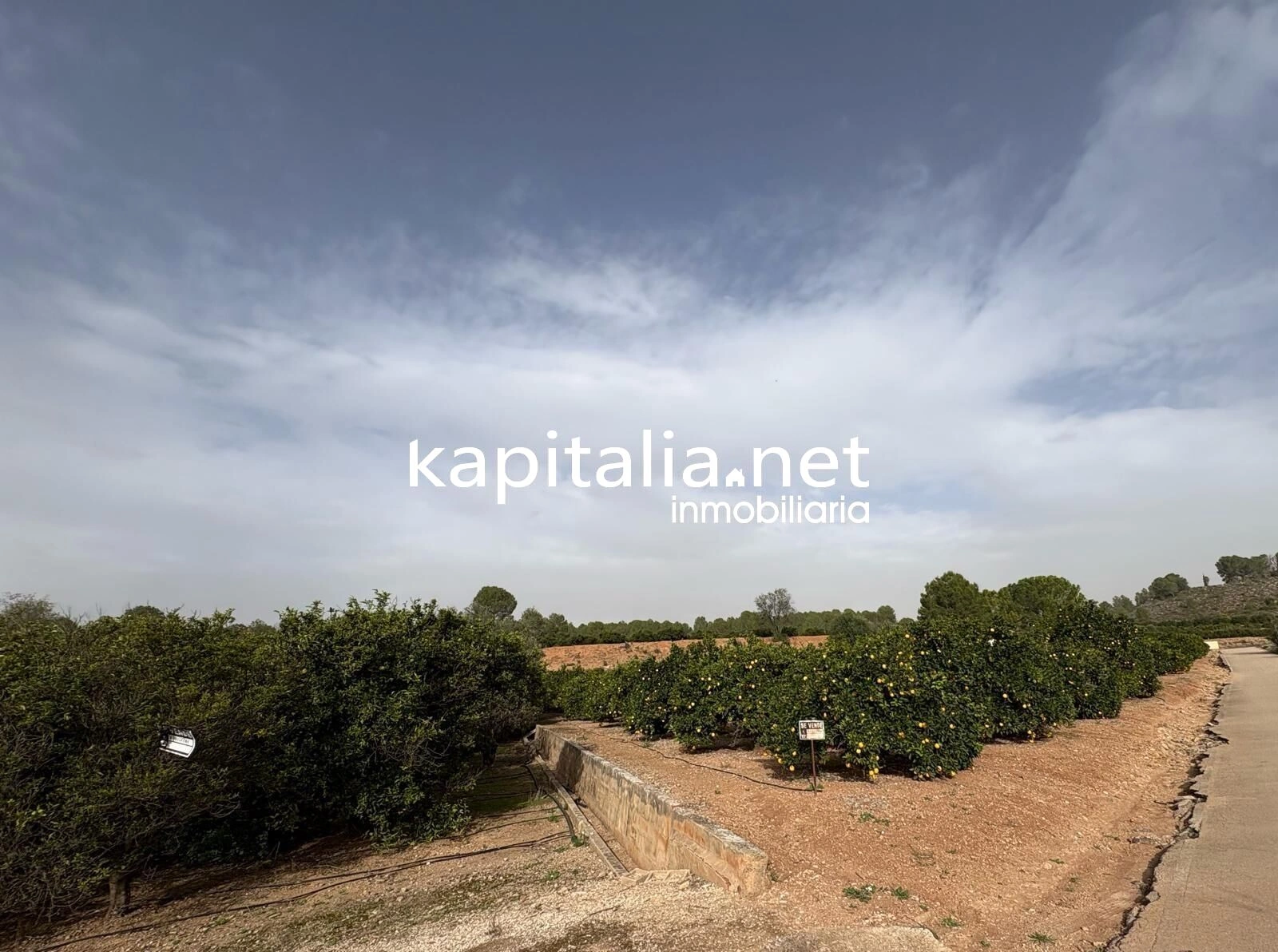 10221 - CAMPO DE NARANJOS A LA VENTA EN ROTGLA-CORBERA