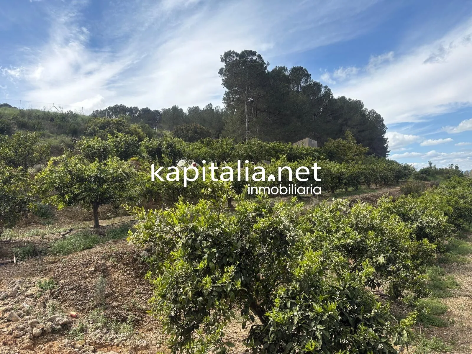 09867 - TERRENO RUSTICO AGRARIO EN PLENA PRODUCCION A LA VENTA EN XATIVA