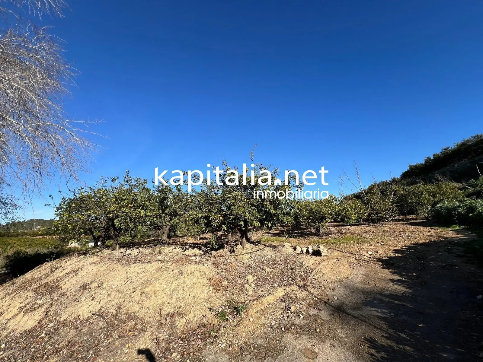 09780 - FINCA DE NARANJOS A LA VENTA EN LA LLOSA DE RANES