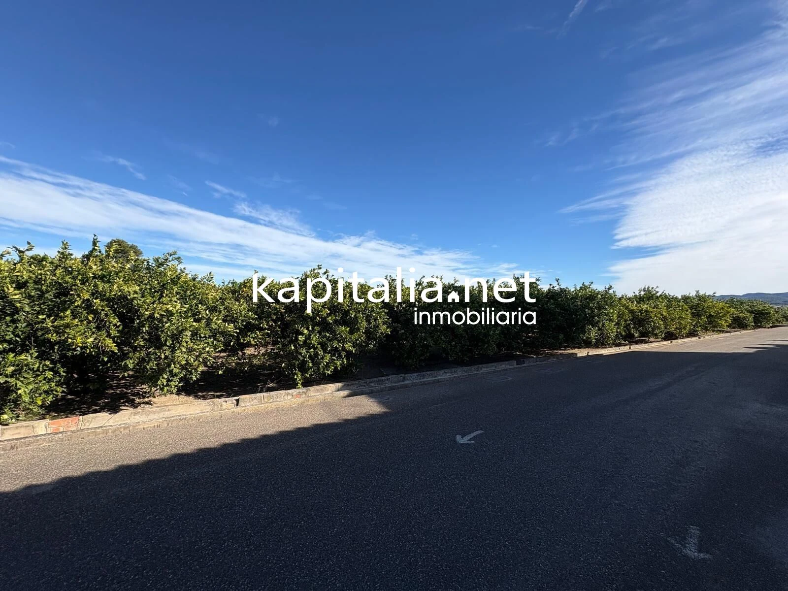 10278 - FINCA DE NARANJOS DE 18000MTRS EN PLENA PRODUCCION A LA VENTA CERCA DE XATIVA
