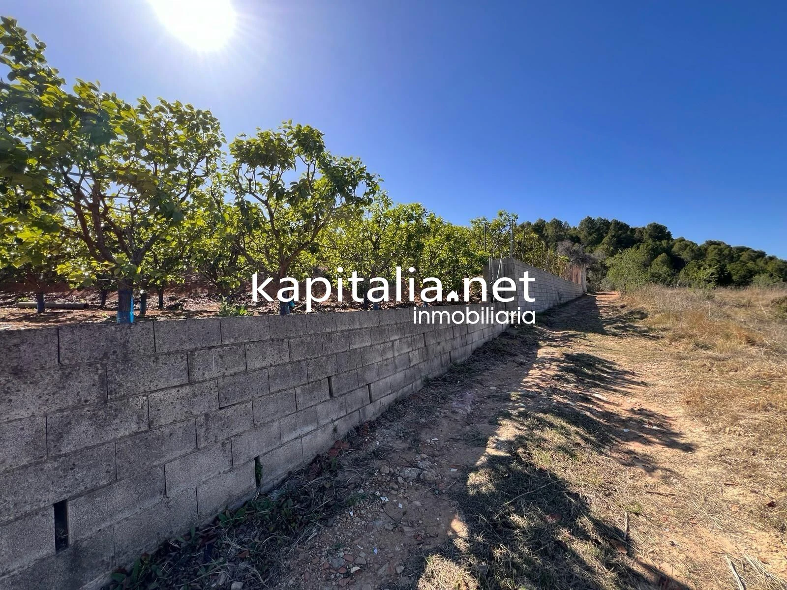 TERRENO AGRICOLA A LA VENTA EN SELLENT