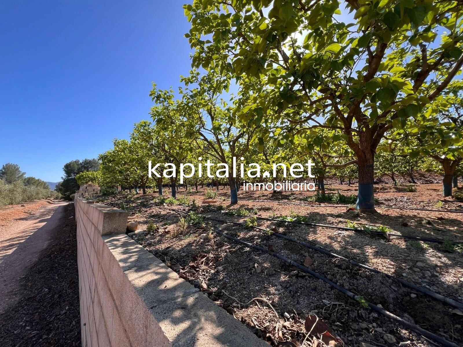 TERRENO AGRICOLA A LA VENTA EN SELLENT