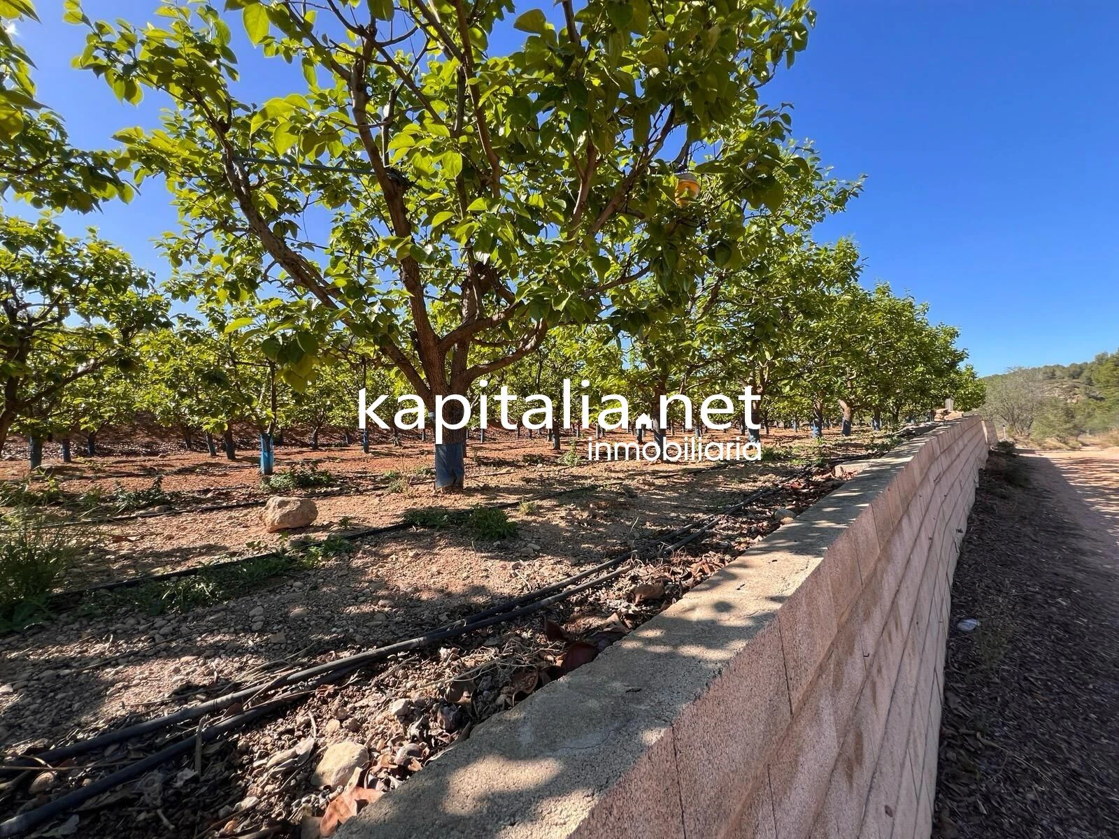 TERRENO AGRICOLA A LA VENTA EN SELLENT