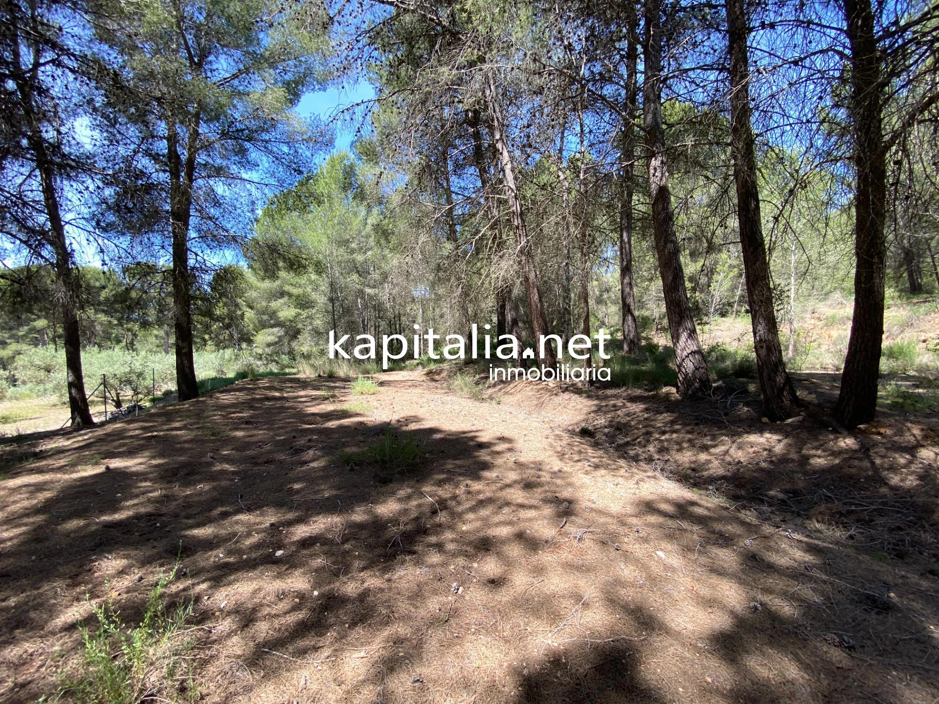 En Venta/Disponible: Finca Rústica en L'Olleria (Zona Barranc de l'Alegre)