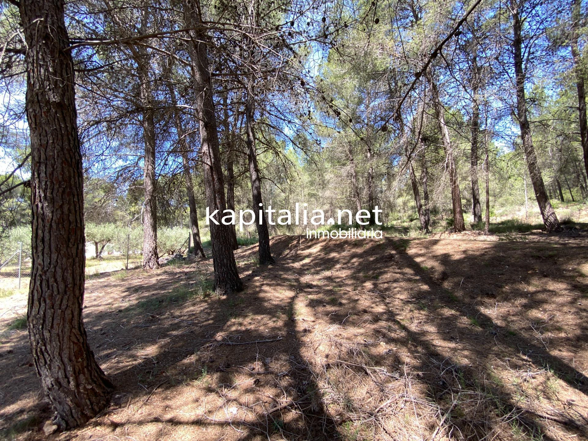 En Venta/Disponible: Finca Rústica en L'Olleria (Zona Barranc de l'Alegre)