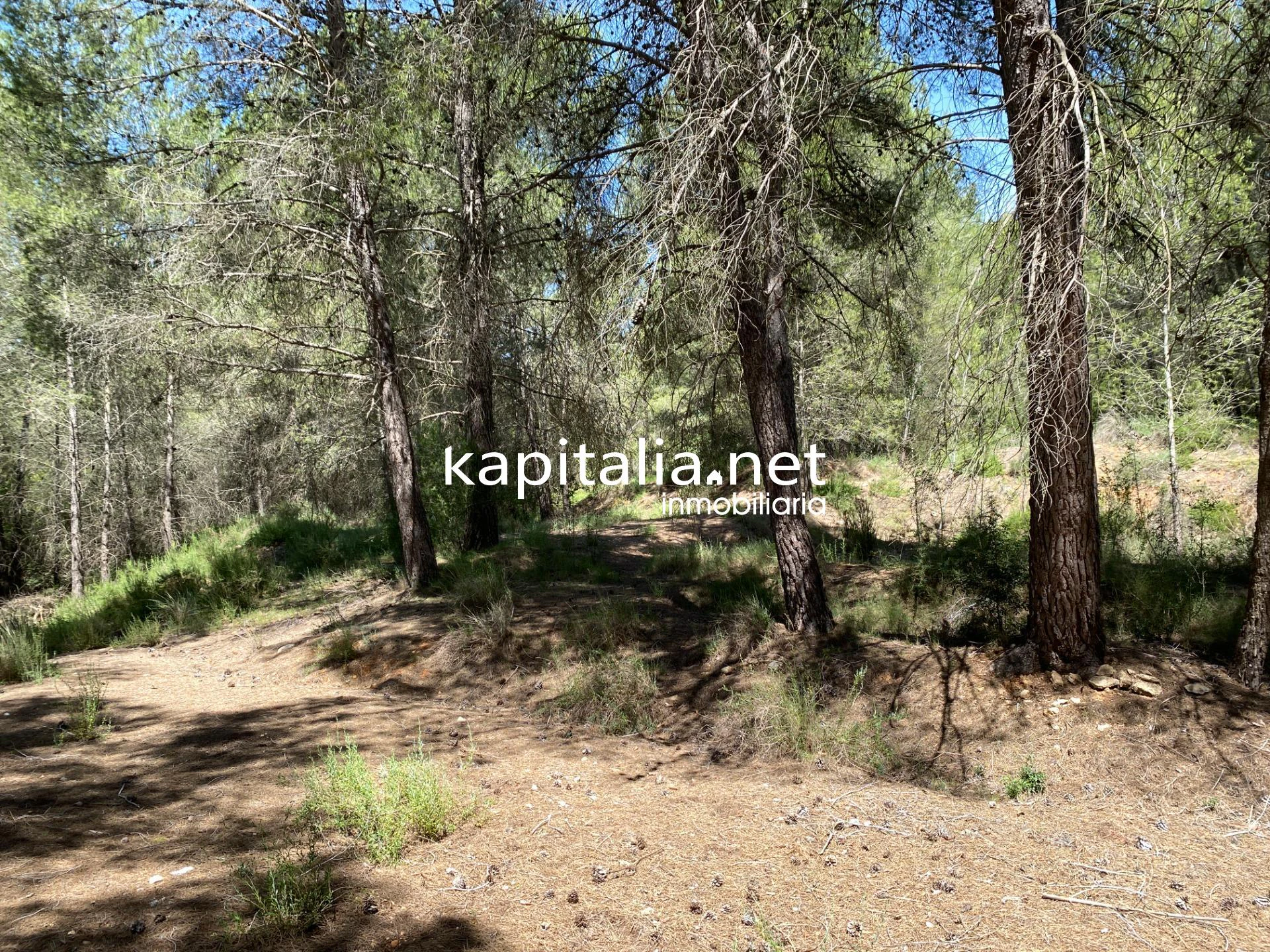 En Venta/Disponible: Finca Rústica en L'Olleria (Zona Barranc de l'Alegre)