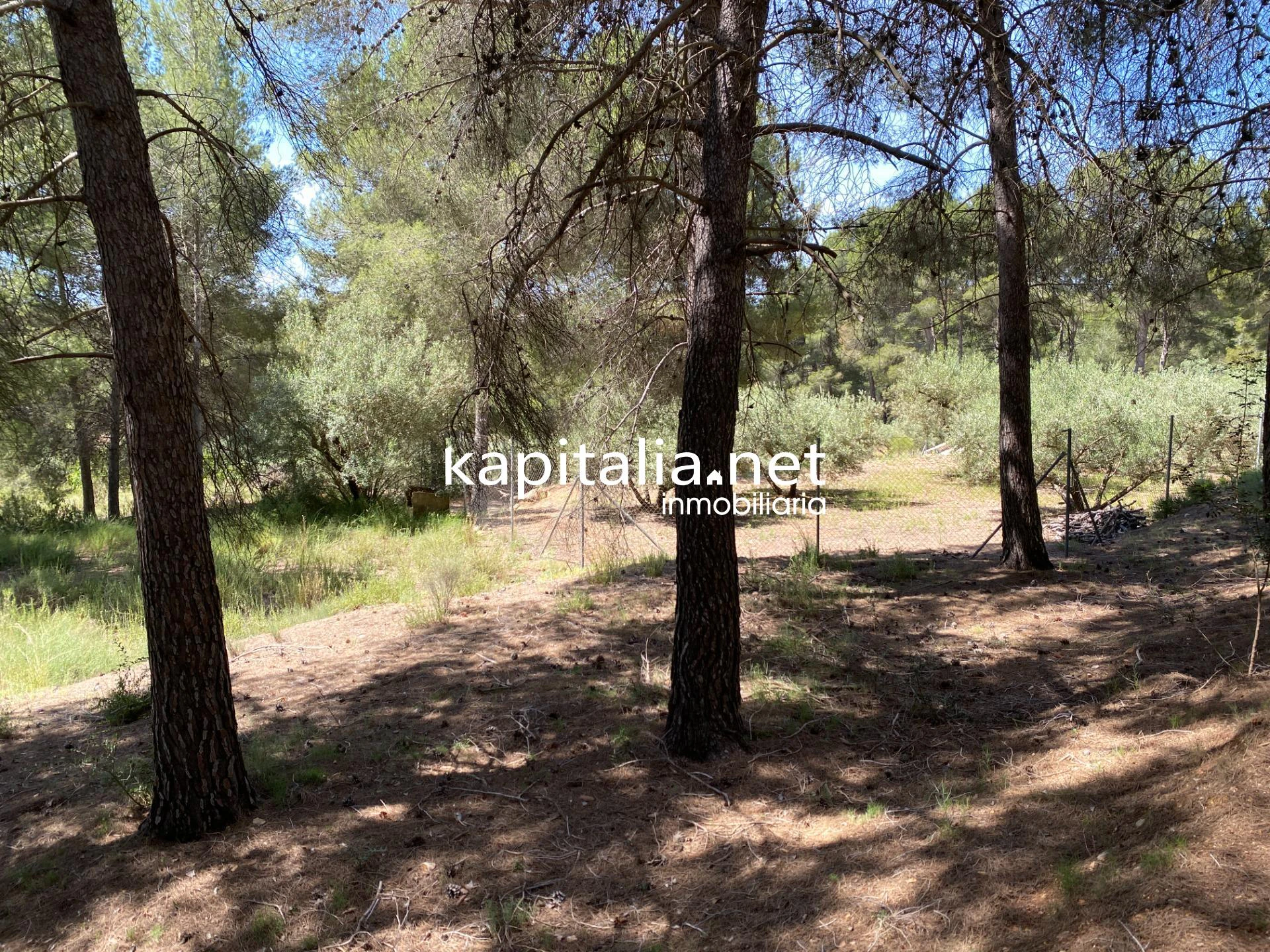 En Venta/Disponible: Finca Rústica en L'Olleria (Zona Barranc de l'Alegre)