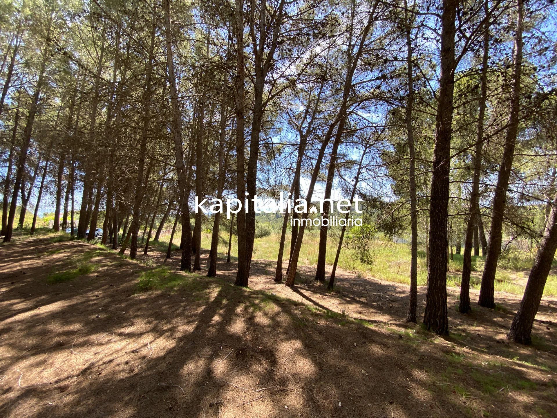 En Venta/Disponible: Finca Rústica en L'Olleria (Zona Barranc de l'Alegre)
