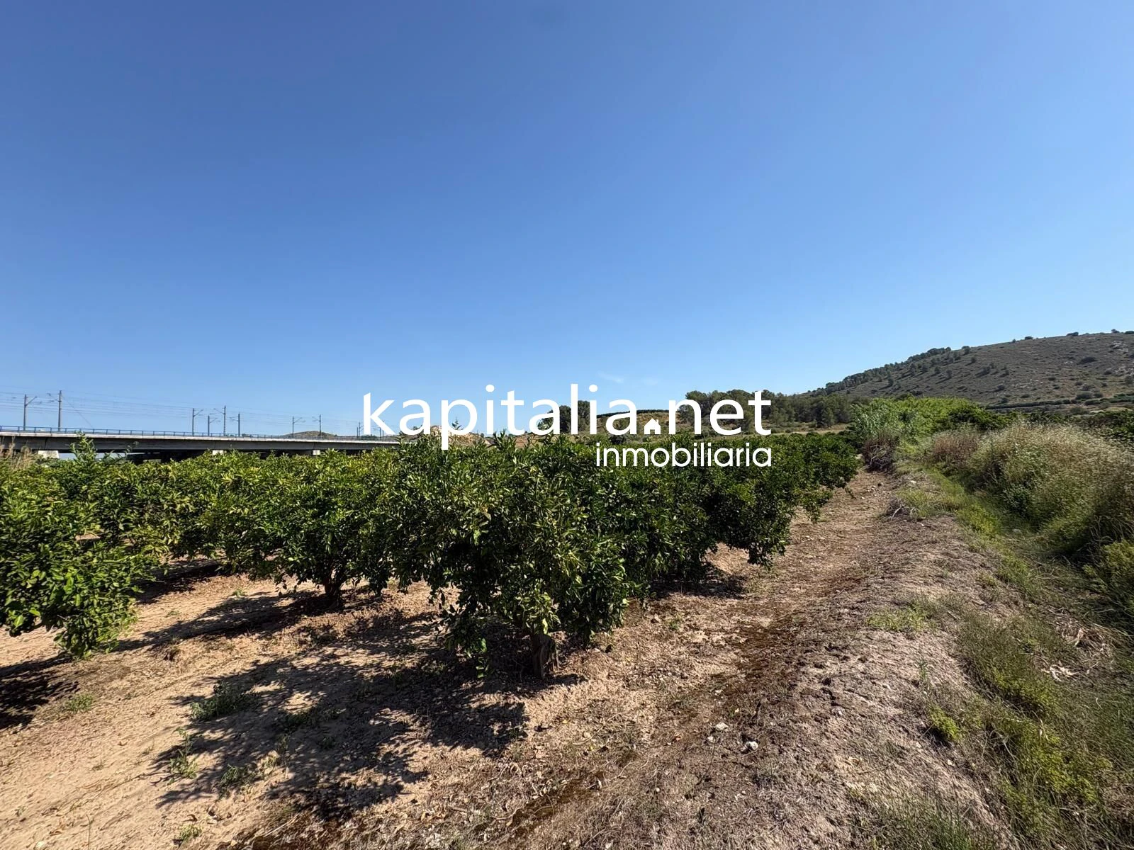FINCA DE NARANJOS A LA VENTA EN XATIVA