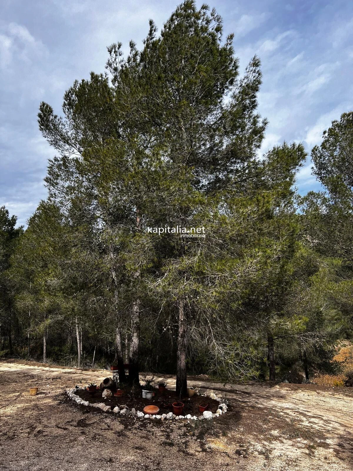 Terreno a la venta en Olleria