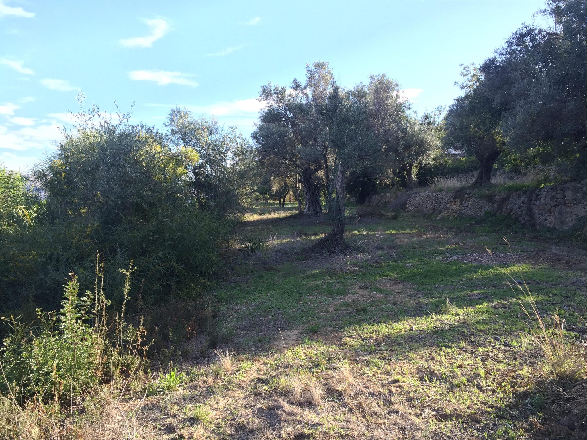 Parcela de 10000 m2 en Orba.