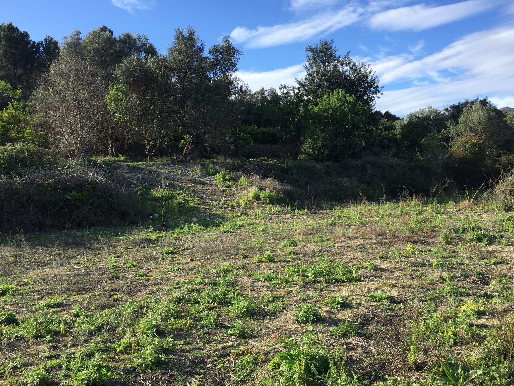 Parcela de 10000 m2 en Orba.