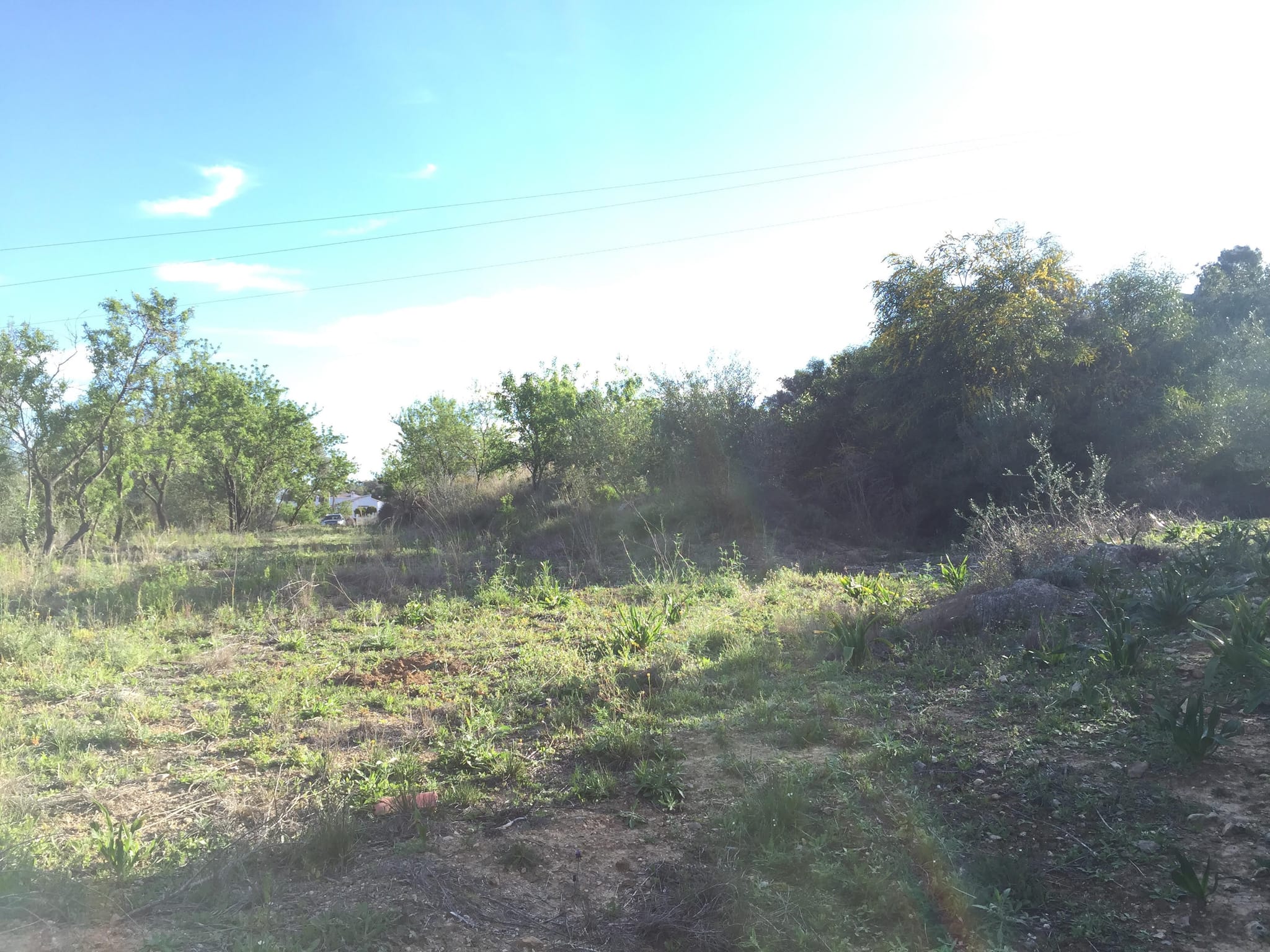 Parcela de 10000 m2 en Orba.