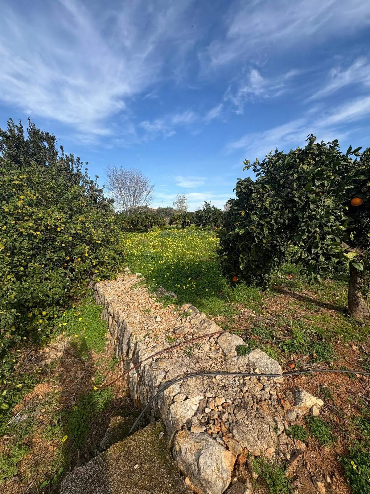 FINCA EN LA XARA