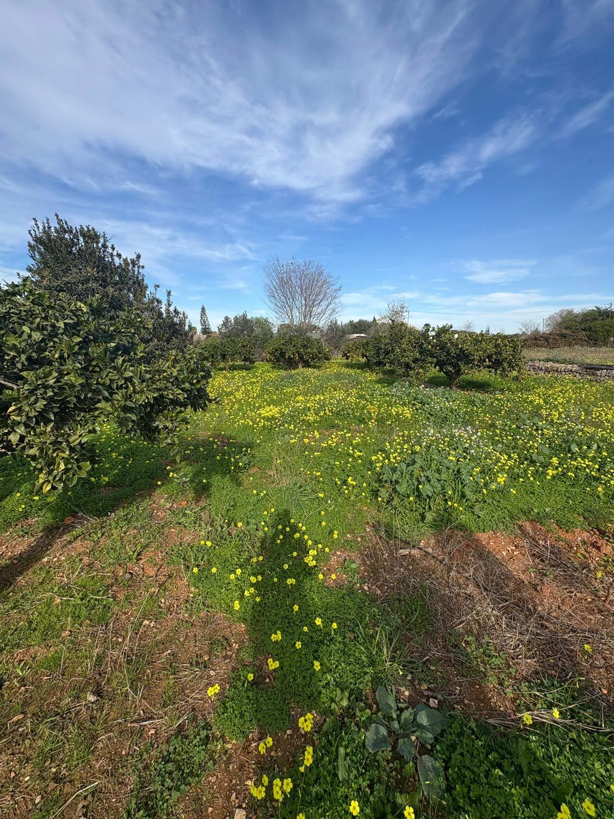 FINCA EN LA XARA