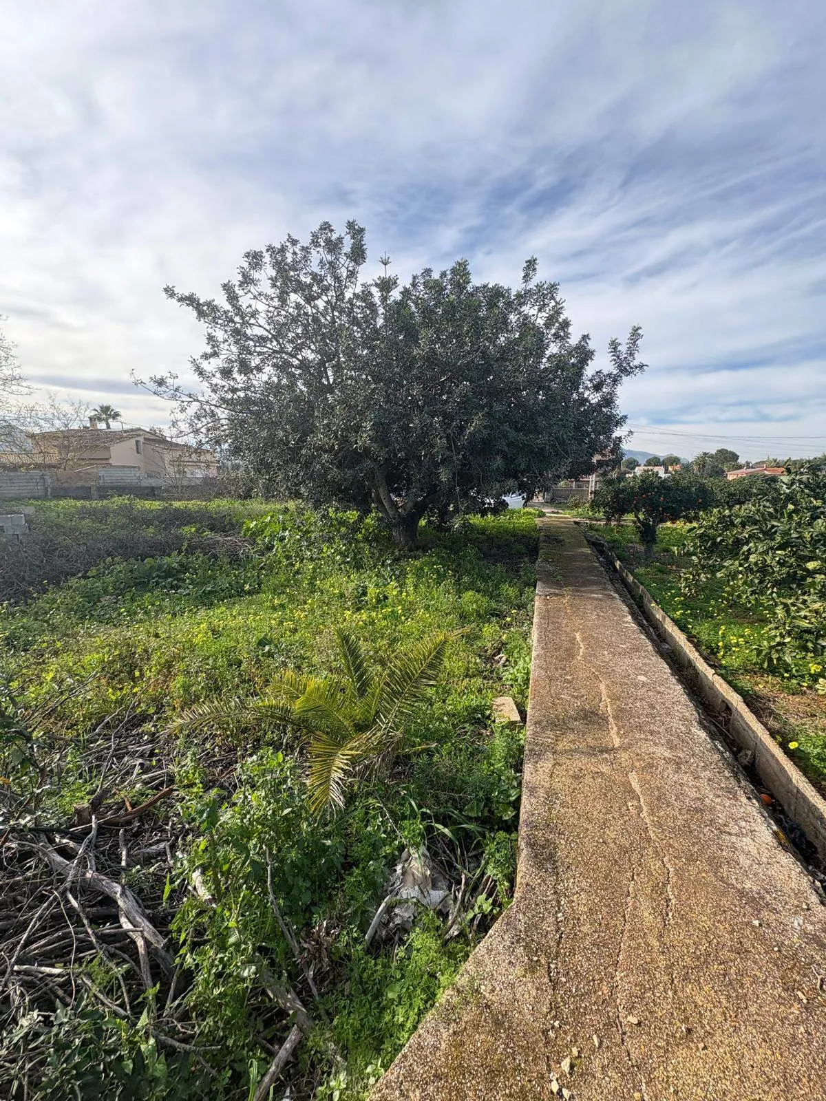 FINCA EN LA XARA