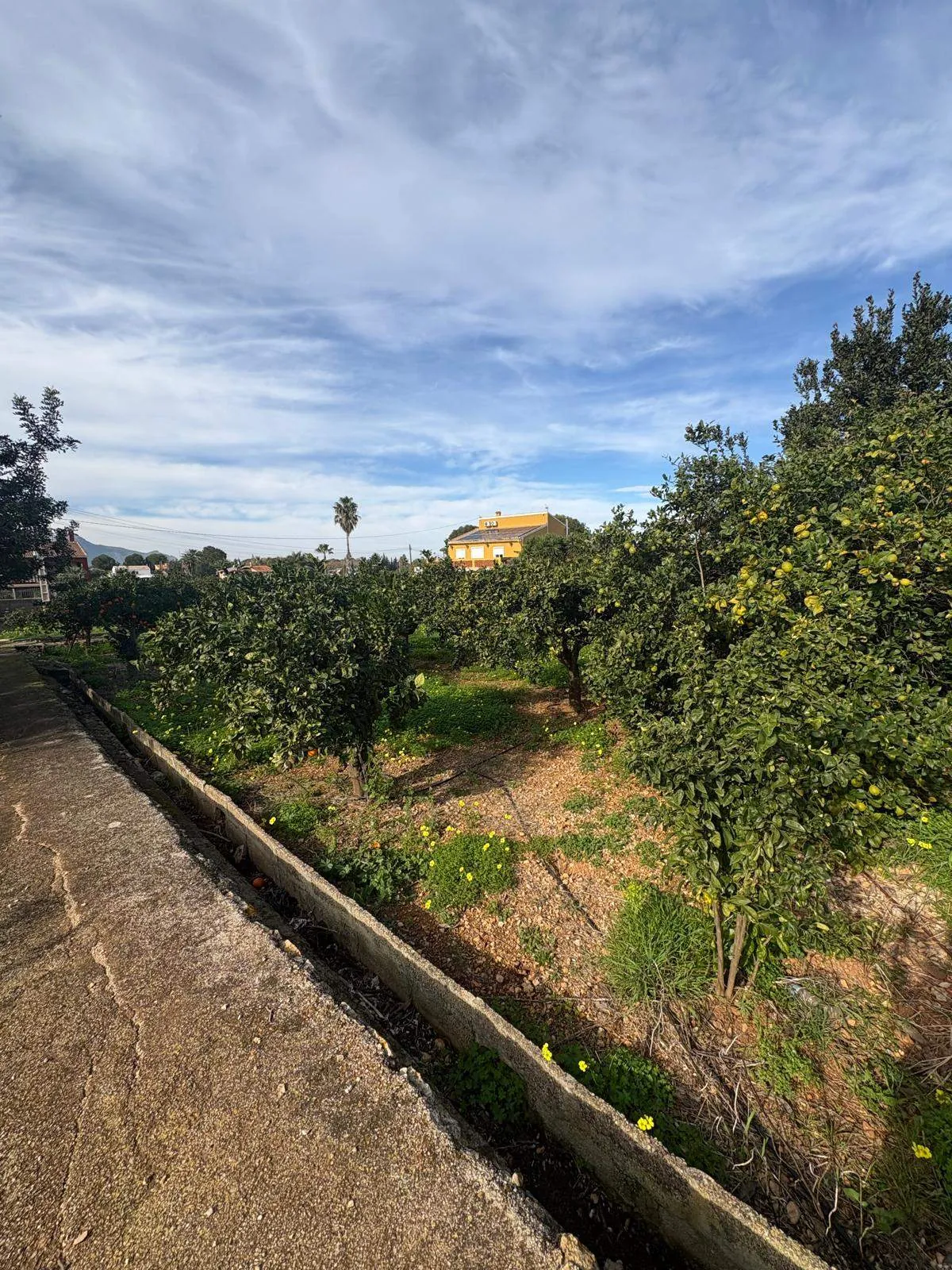 FINCA EN LA XARA