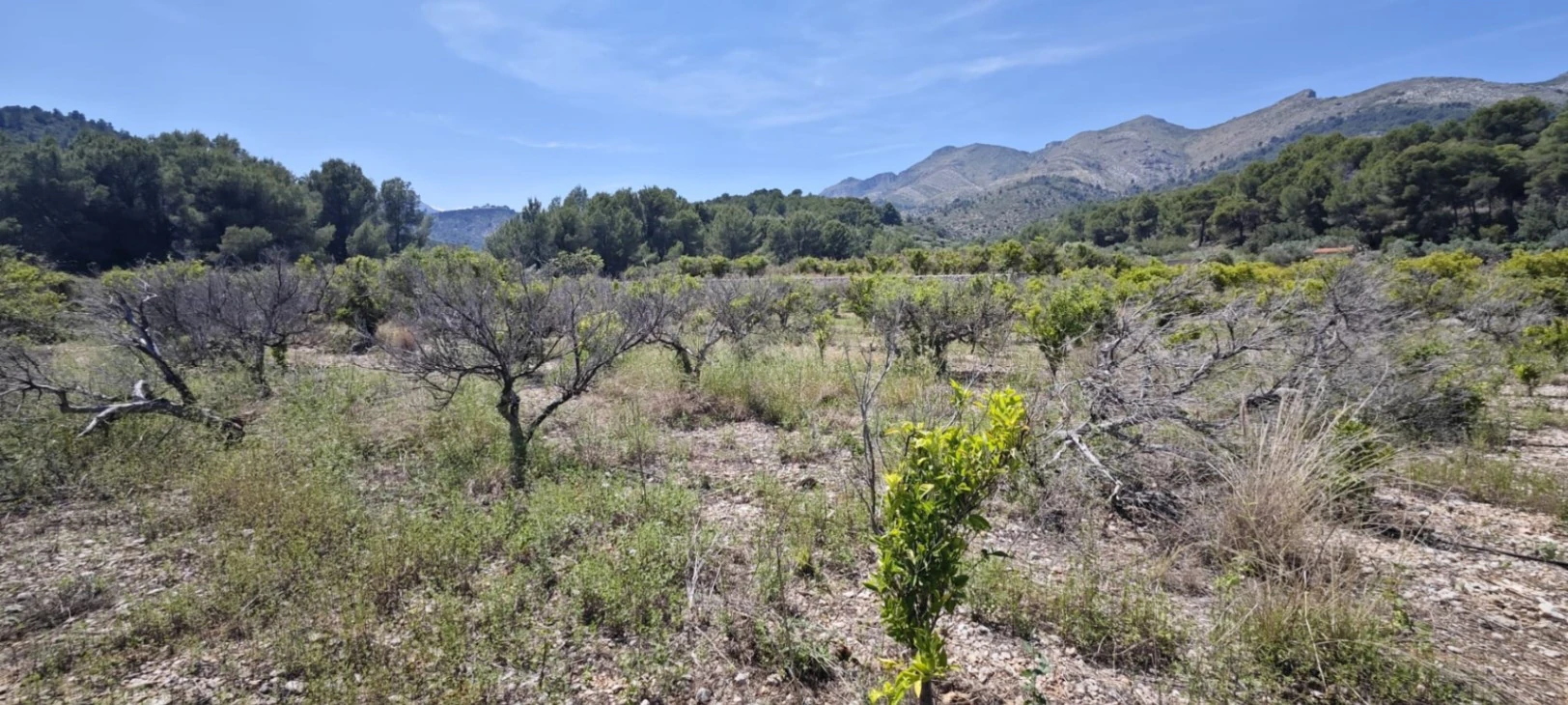 Plot на продажа в Tormos, Alicante