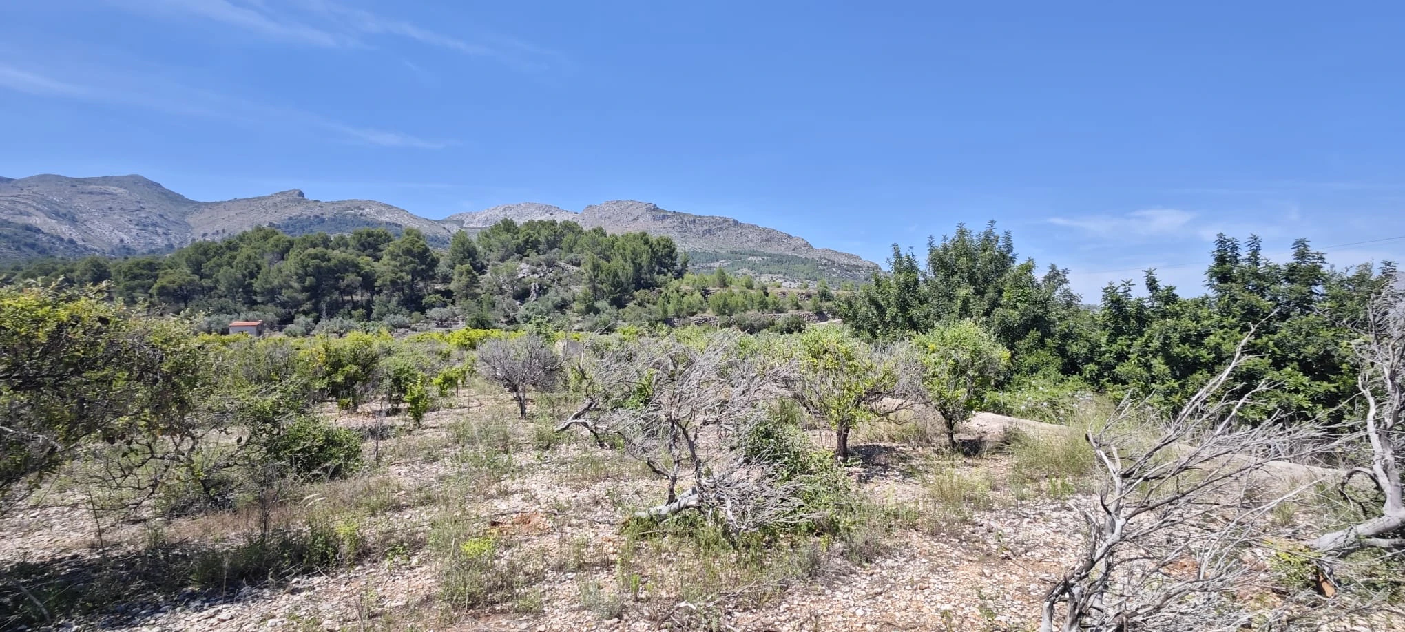 Plot на продажа в Tormos, Alicante
