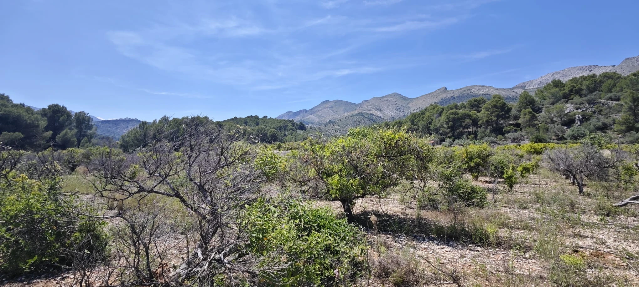 Plot на продажа в Tormos, Alicante