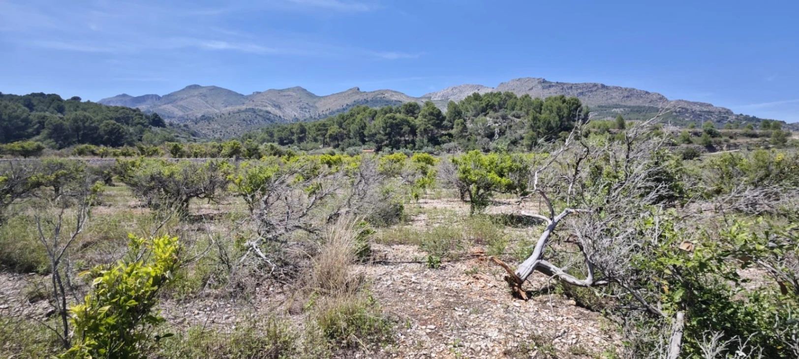 Plot на продажа в Tormos, Alicante