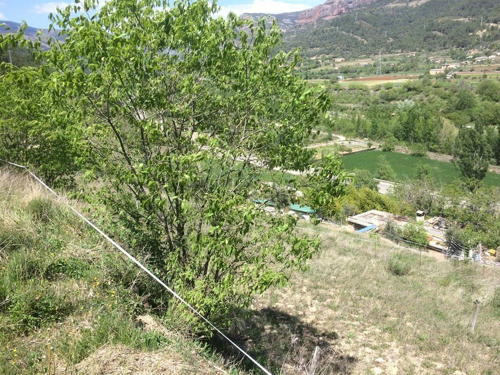 FINCA RÚSTICA A LA POBLA DE SEGUR