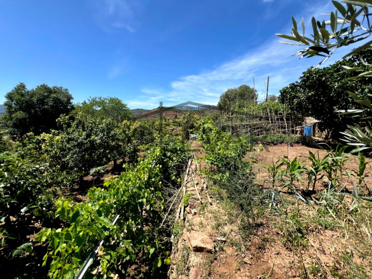 GRAN HUERTO URBANO EN TALARN