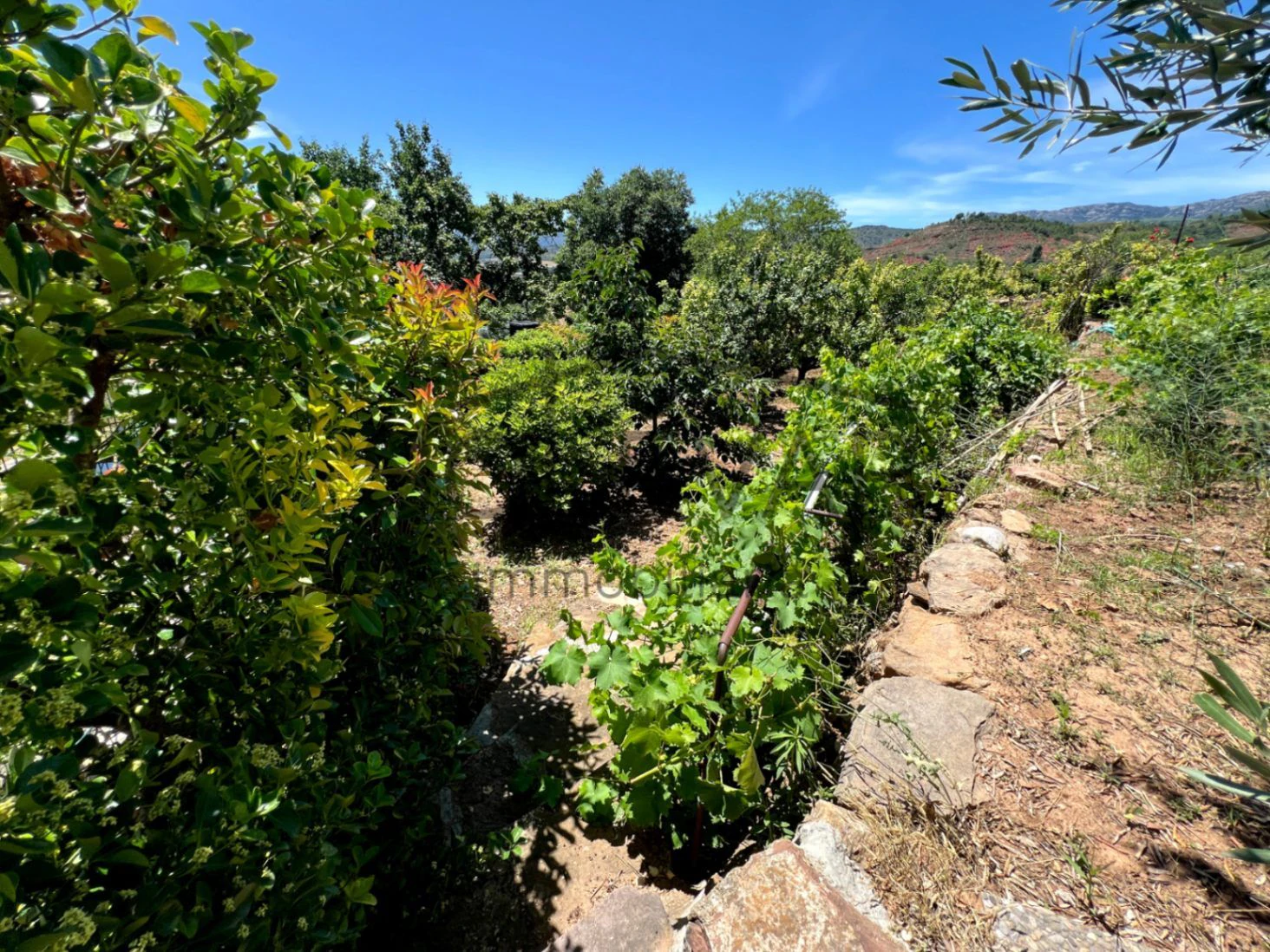 GRAN HUERTO URBANO EN TALARN