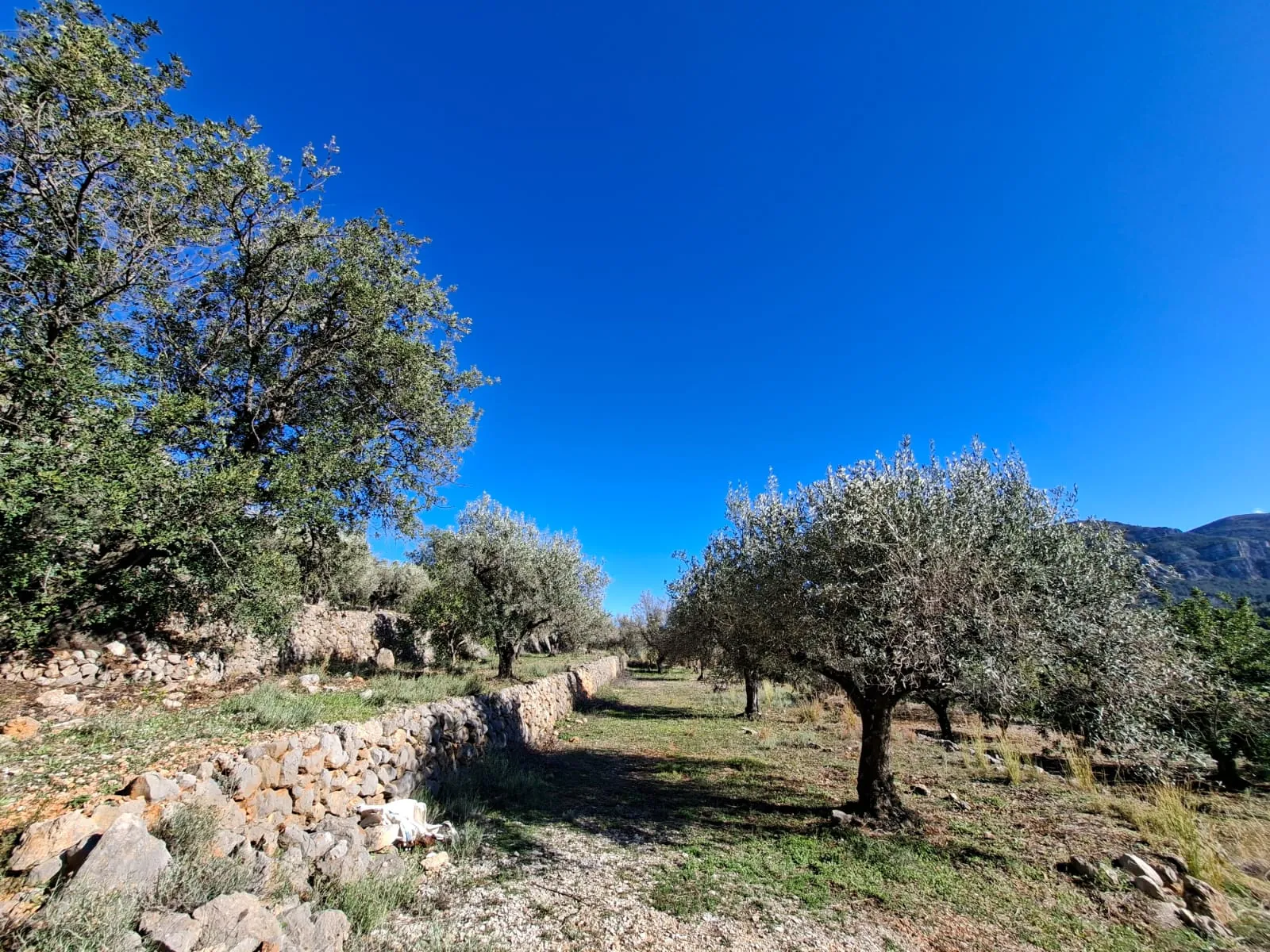 BH1996B - Maison de campagne à vendre à Benichembla avec vues panoramiques et grand terrain